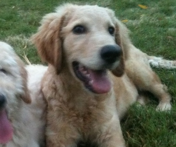 Medium Photo #1 Goldendoodle Puppy For Sale in PELHAM, NH, USA
