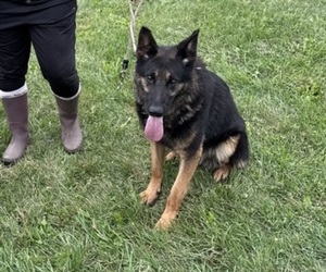 Father of the German Shepherd Dog puppies born on 09/15/2026