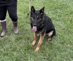 Small Photo #1 German Shepherd Dog Puppy For Sale in SUMPTER TWP, MI, USA