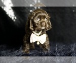 Small Photo #64 Cocker Spaniel Puppy For Sale in WARSAW, IN, USA
