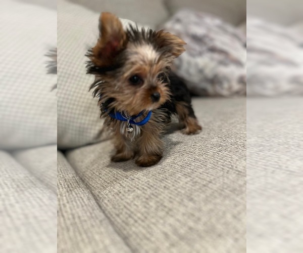Medium Photo #5 Yorkshire Terrier Puppy For Sale in PALMDALE, CA, USA