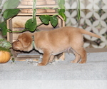 Small #5 Labrador Retriever