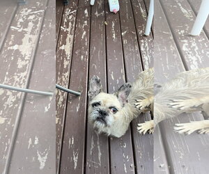 French Bulldog-Unknown Mix Dogs for adoption in New London, WI, USA