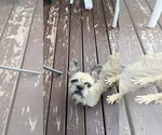 Moni - Female French Bulldog-Unknown Mix Dog for Adoption - Small photo