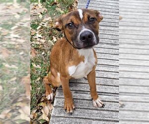 Bulldog-Labrador Retriever Mix Dogs for adoption in San Antonio, TX, USA