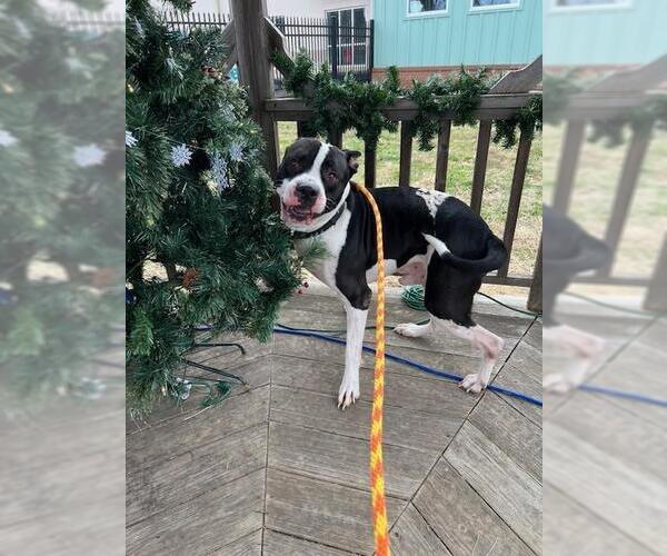 Medium Photo #1 Mutt Puppy For Sale in Louisville, KY, USA