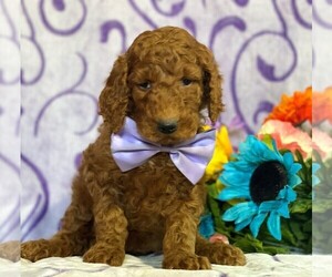 Goldendoodle Puppy for sale in LANCASTER, PA, USA