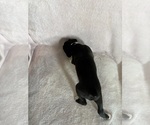 Small #5 Boxer