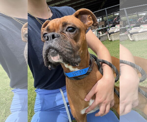 Medium Photo #3 Boxer Puppy For Sale in Dumont, NJ, USA