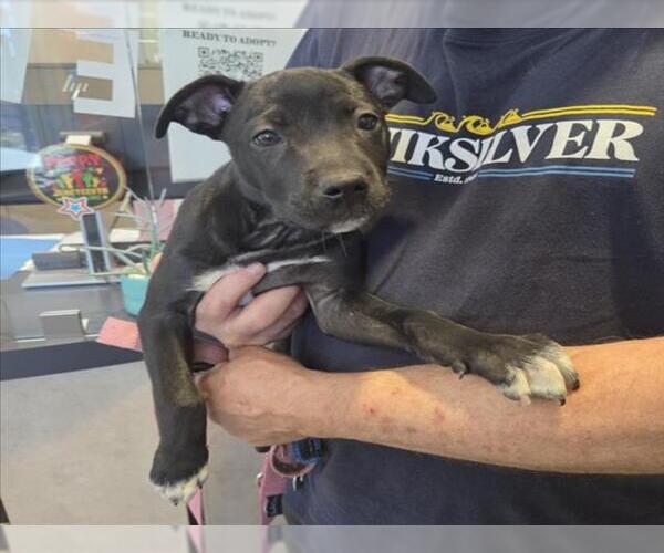 Medium Photo #1 Mutt Puppy For Sale in Tracy, CA, USA