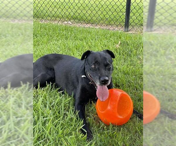 Medium Photo #2 Labrador Retriever Puppy For Sale in Sugar Land, TX, USA
