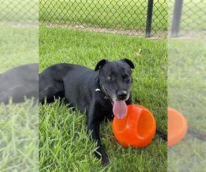 ATHENA - Female Labrador Retriever Dog for Adoption - Photo #2