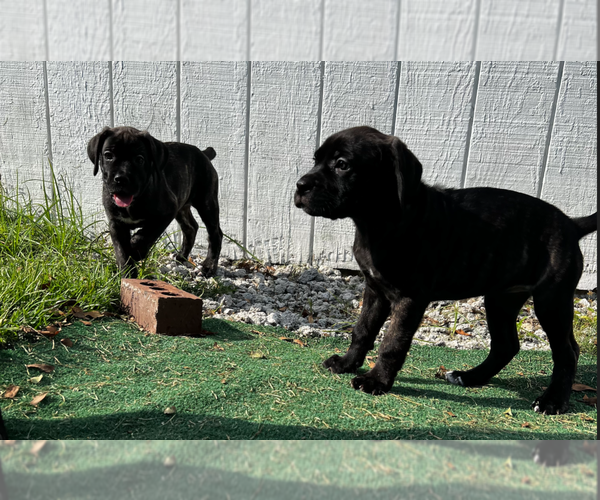 Medium Photo #10 Cane Corso Puppy For Sale in AYNOR, SC, USA