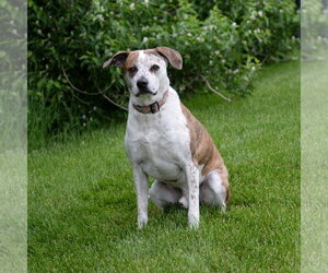 Mutt Dogs for adoption in Gretna, NE, USA