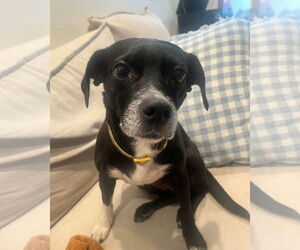Labbe Dogs for adoption in Rootstown, OH, USA