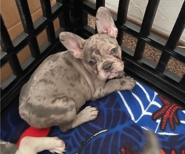 Medium Photo #8 French Bulldog Puppy For Sale in ANTIOCH, CA, USA