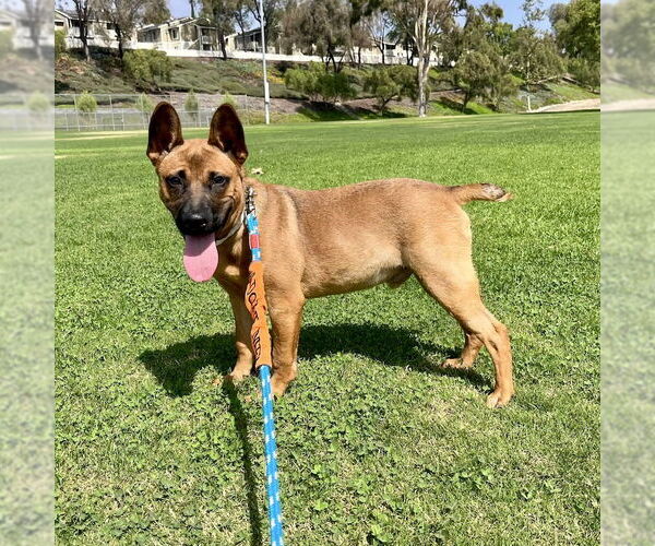 Medium Photo #5 Mutt Puppy For Sale in San Juan Capistrano, CA, USA