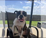 Small #2 Boxer Mix