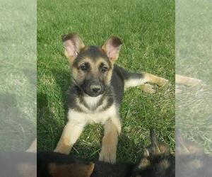 German Shepherd Dog Puppy for sale in FRANKLIN, IN, USA