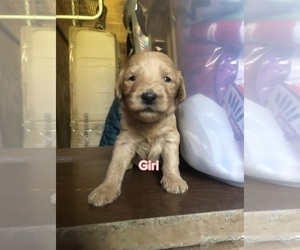 Goldendoodle Puppy for sale in SHELBY, NC, USA