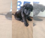 Small Photo #4 Maltipoo Puppy For Sale in GRANDVILLE, MI, USA
