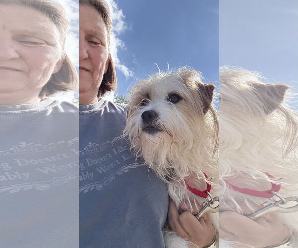 Medium Photo #3 Mutt Puppy For Sale in Landenberg, PA, USA