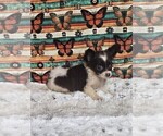 Small #16 Chihuahua