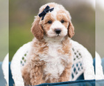 Small #5 Maltipoo (Miniature)