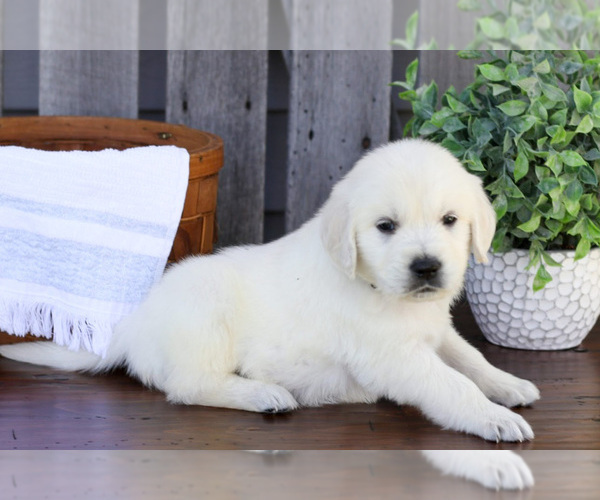 Medium Photo #4 English Cream Golden Retriever Puppy For Sale in NAPPANEE, IN, USA