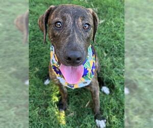 American Pit Bull Terrier Dogs for adoption in Tulsa, OK, USA