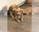 Small #1 Goldendoodle mix (+ Poodle Standard)