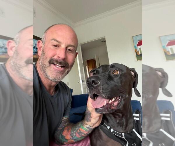 Medium Photo #4 Labmaraner Puppy For Sale in W Hollywood, CA, USA