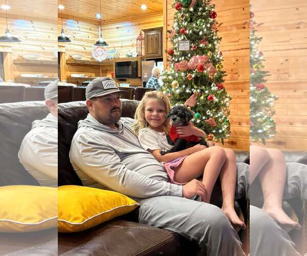 Medium Photo #5 Shih Tzu-Unknown Mix Puppy For Sale in Boonton, NJ, USA