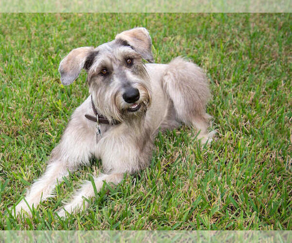 Medium Photo #5 Schnauzer (Giant) Puppy For Sale in SAINT CLOUD, FL, USA
