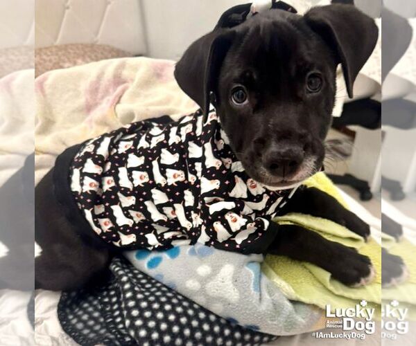 Medium Photo #4 Labrador Retriever-Retriever  Mix Puppy For Sale in Washington, DC, USA