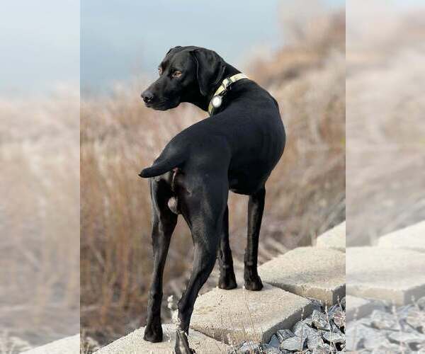 Medium Photo #1 German Shorthaired Pointer Puppy For Sale in PASCO, WA, USA