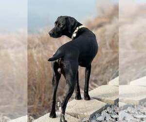 Father of the German Shorthaired Pointer puppies born on 05/20/2026