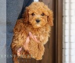 Small #3 Goldendoodle (Miniature)