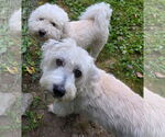 Small Bichon Frise Mix