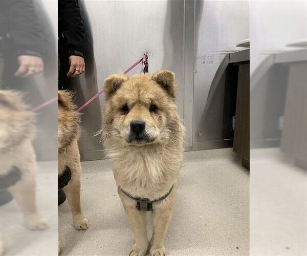 Medium Photo #1 Chow Chow Puppy For Sale in Fairbanks, AK, USA