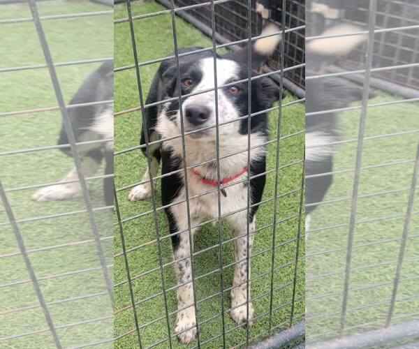Medium Photo #12 Border Collie Puppy For Sale in Highland, IL, USA