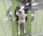 Small #11 Border Collie