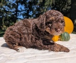 Small #6 Miniature Bernedoodle