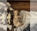 Small #31 Cock-A-Poo-Maltipoo Mix