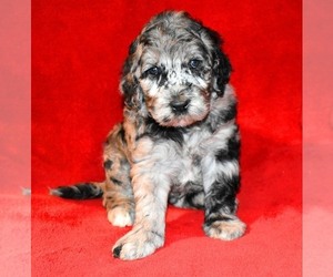 Australian Labradoodle Puppy for sale in ASPERMONT, TX, USA