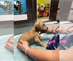 Small Photo #6 Great Dane Puppy For Sale in ALIQUIPPA, PA, USA