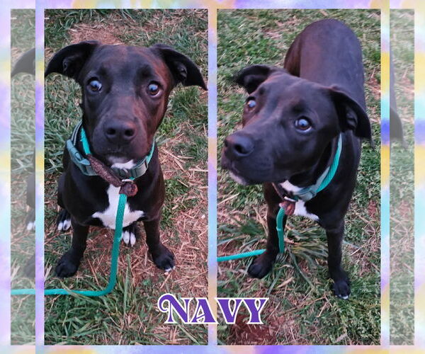 Medium Photo #4 Labrador Retriever-Unknown Mix Puppy For Sale in Blacksburg, SC, USA