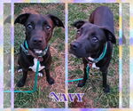 Small #3 Labrador Retriever Mix
