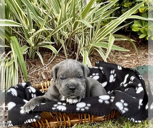 Cane Corso Puppy for sale in ARNAUDVILLE, LA, USA