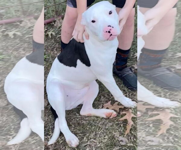 Medium Photo #6 American Bulldog-Unknown Mix Puppy For Sale in Oakhurst, NJ, USA